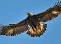 Беркут фото (Aquila chrysaetos) - изображение №583 onbird.ru.<br>Источник: www.allaboutbirds.org